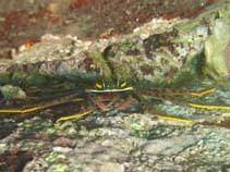 Image of Percnon planissimum (Flat rock crab)