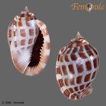 Image of Phalium areola (Checkerboard bonnet)