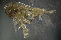 Image of Phronima atlantica 