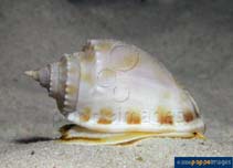 Image of Phalium bandatum (Banded bonnet)