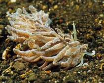 Image of Phyllodesmium crypticum (Cryptic phyllodesmium)