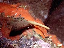 Image of Phascolosoma granulatum 