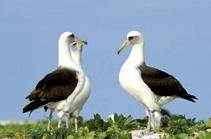 Image of Phoebastria immutabilis (Laysan albatross)