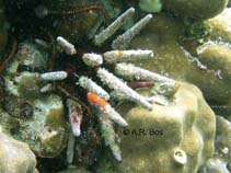 Image of Phyllacanthus imperialis (Lance urchin)