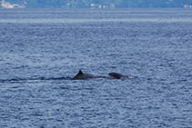 Image of Physeter macrocephalus (Sperm whale)