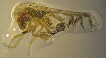 Image of Phronima pacifica 