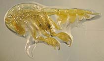 Image of Phronima solitaria 