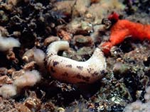 Image of Phascolosoma stephensoni 