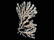 Image of Plumarella bayeri 
