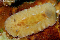 Image of Platydoris inornata 