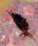 Image of Placida kevinleei 