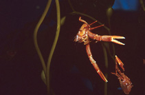 Image of Grimothea planipes (Pelagic red crab)