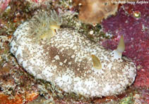 Image of Platydoris scabra (Scabby platydoris)