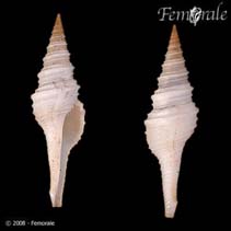 Image of Polystira albida (White giant-turris)