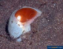 Image of Polinices albumen 