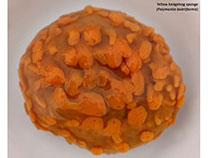 Image of Polymastia boletiformis (Yellow hedgehog sponge)