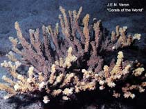 Image of Pocillopora capitata 