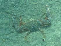 Image of Portunus hastatus (Lancer swimcrab)