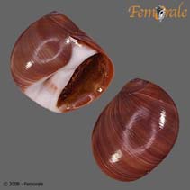 Image of Polinices hepaticus (Brown moonsnail)