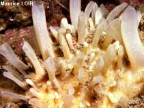 Image of Polymastia mamillaris (Teat sponge)