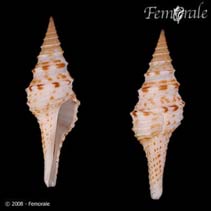 Image of Polystira picta 