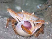 Image of Portunus sayi (Sargassum swimming crab)