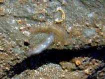 Image of Procerodes littoralis 