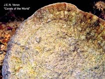 Image of Cycloseris explanulata 