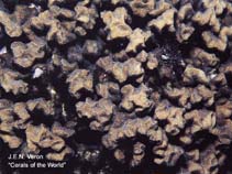 Image of Psammocora obtusangula 