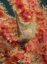 Image of Pteria brevialata (Ocarina wing shell)