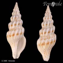 Image of Ptychobela lavinia 