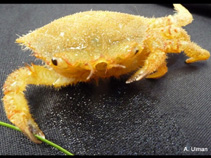 Image of Pugettia producta (Northern kelp crab)