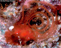 Image of Rostanga dentacus 