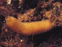 Image of Scypha ciliata (Little vase sponge)