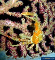 Image of Schizophrys dama (Pronghorn decorator crab)