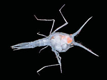 Image of Scina rattrayi 