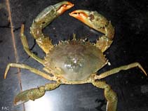 Image of Scylla serrata (Indo-Pacific swamp crab)