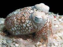 Image of Sepiadarium austrinum (Southern bottletail squid)