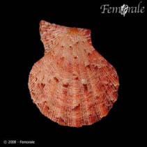 Image of Semipallium fulvicostatum 