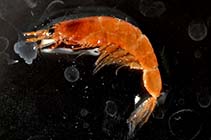 Image of Sergia gardineri 