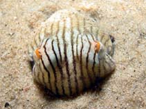 Image of Sepioloidea lineolata (Striped dumpling squid)