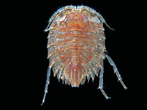 Image of Septemserolis nobilis 