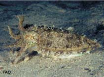 Image of Sepia papuensis (Papuan cuttlefish)