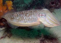 Image of Sepia plangon (Striking cuttlefish)
