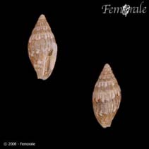 Image of Seminella virginea 