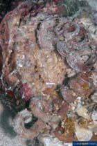 Image of Siliquaria anguina (Slit-worm shell)