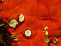 Image of Spirastrella cunctatrix 