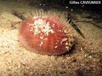 Image of Spatangus purpureus (Violet heart urchin)