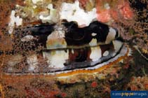 Image of Spondylus varius (Giant variable thorny oyster)