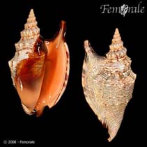 Image of Strombus aratrum (Dark diana conch)